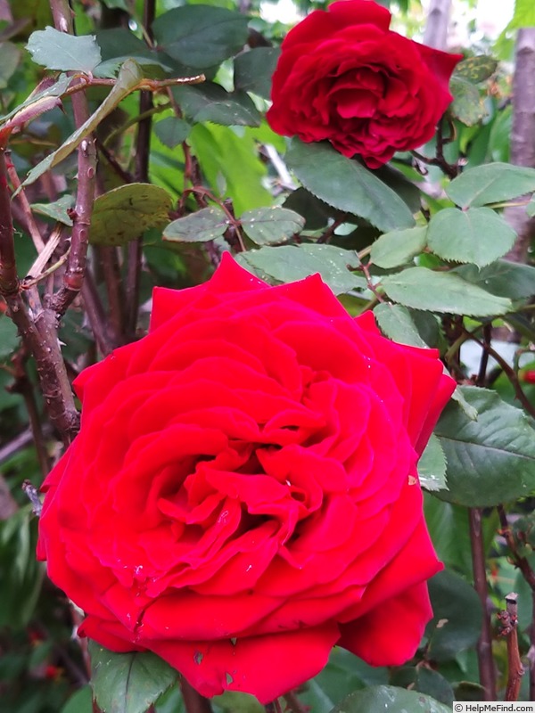'Botero ®' rose photo