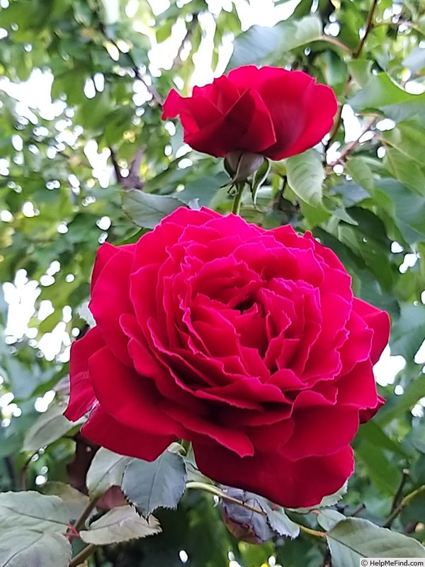 'Botero ®' rose photo