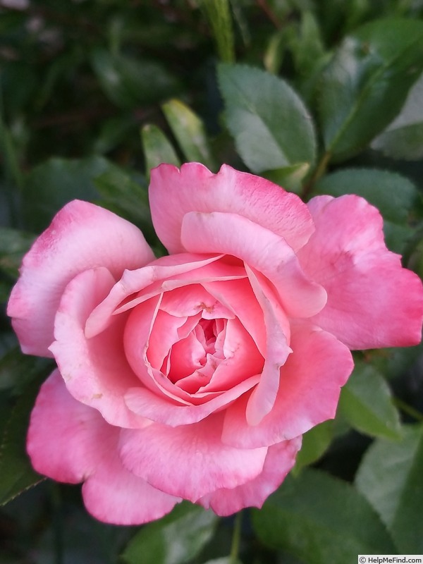 'Botticelli ®' rose photo
