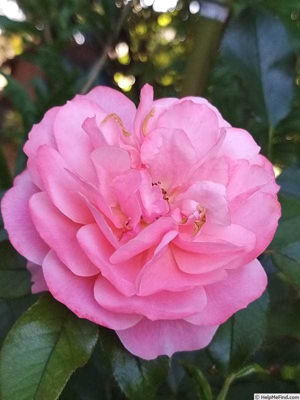 'Botticelli ®' rose, click to enlarge 'Botticelli ®' rose photo