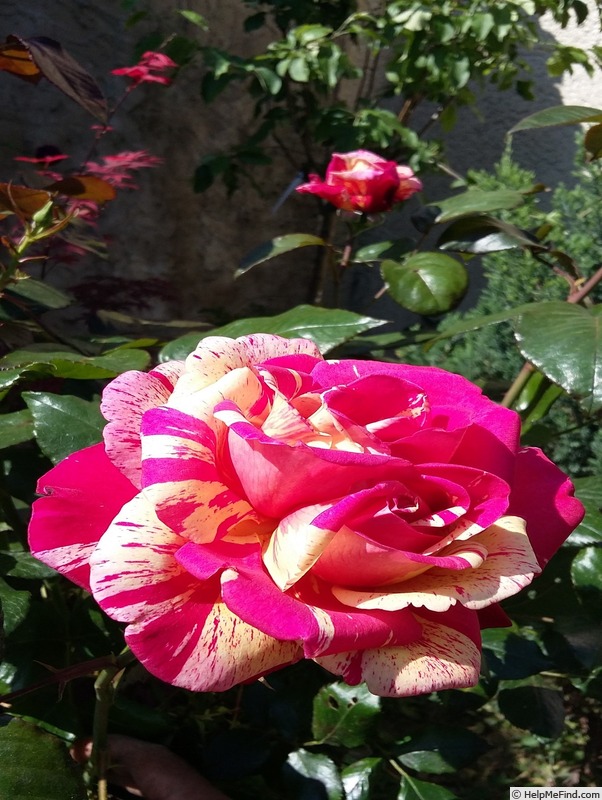 'Brocéliande ® (Hybrid Tea, Adam 2000)' rose photo
