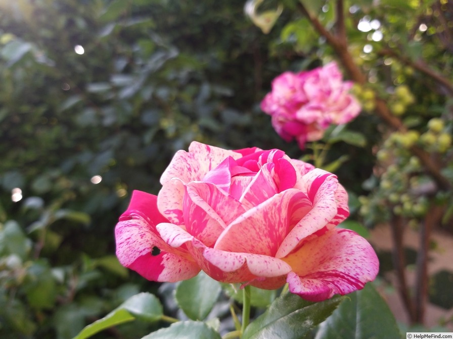'Brocéliande ® (Hybrid Tea, Adam 2000)' rose, click to enlarge 'Brocéliande ® (Hybrid Tea, Adam 2000)' rose photo