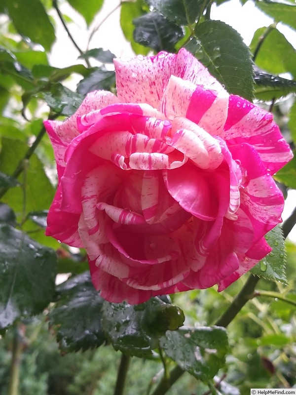 'Brocéliande ® (Hybrid Tea, Adam 2000)' rose, click to enlarge 'Brocéliande ® (Hybrid Tea, Adam 2000)' rose photo