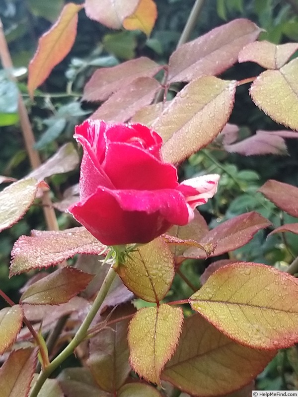 'Brocéliande ® (Hybrid Tea, Adam 2000)' rose photo