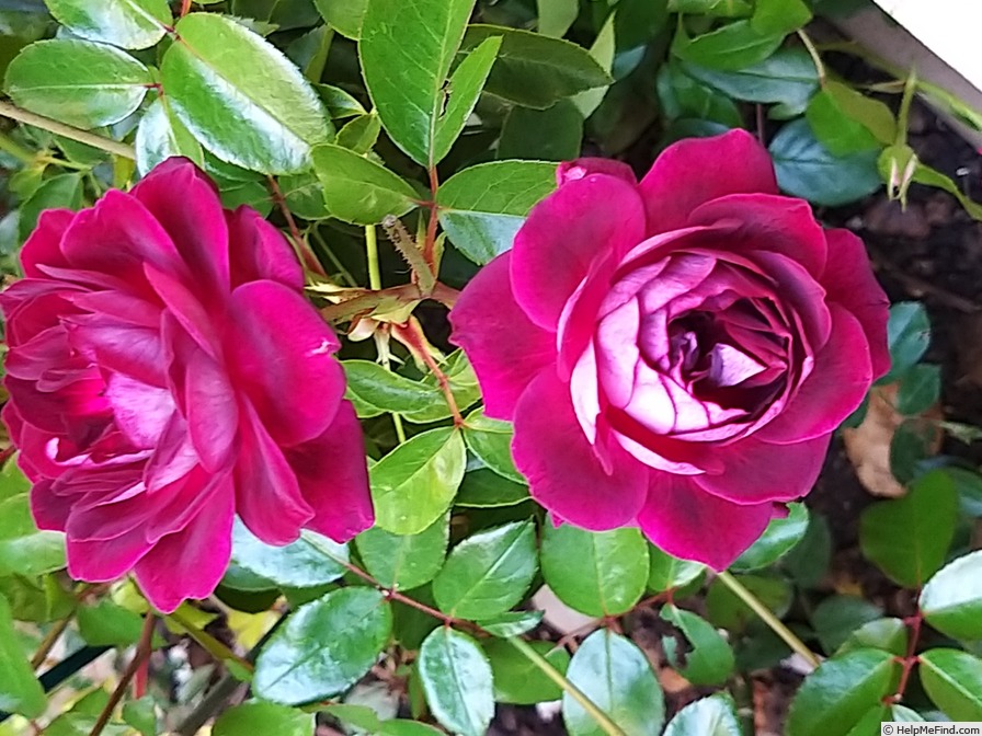 'Burgundy Ice' rose photo