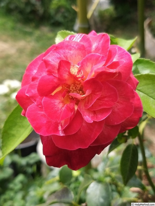 'Camille Pissarro ™' rose photo