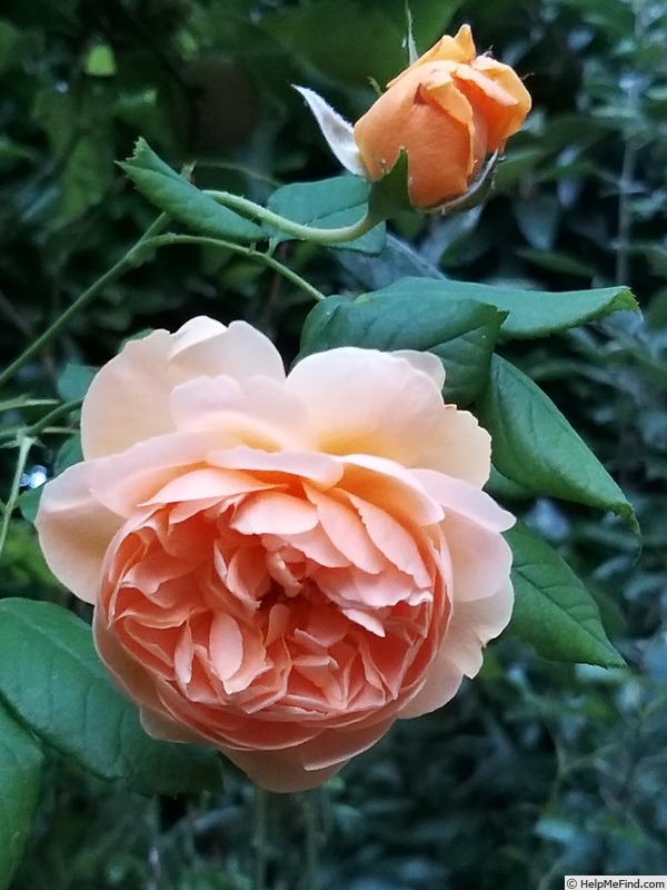 'Carolyn Knight' rose photo