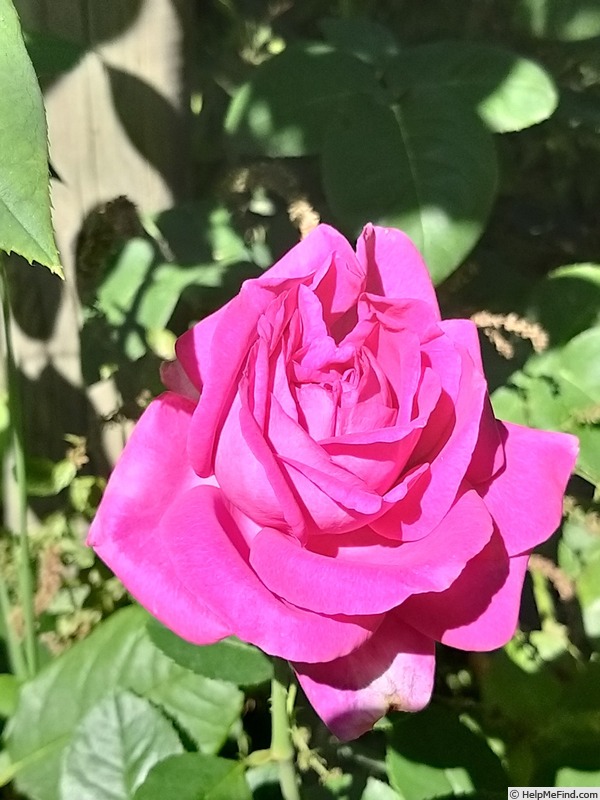 'Chartreuse de Parme' rose, click to enlarge 'Chartreuse de Parme' rose photo