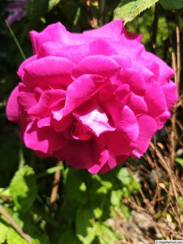 'Chartreuse de Parme' rose, click to enlarge 'Chartreuse de Parme' rose photo