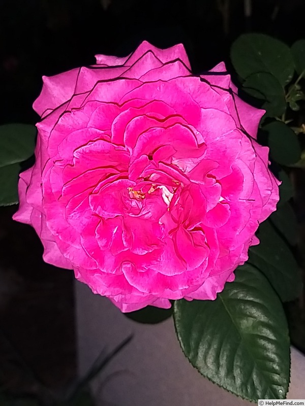 'Chartreuse de Parme' rose, click to enlarge 'Chartreuse de Parme' rose photo