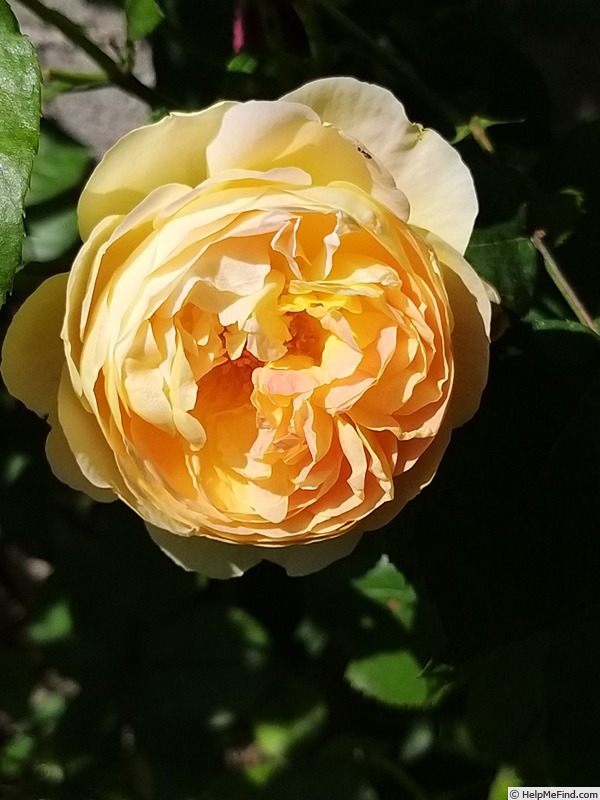 'Château de Cheverny ®' rose photo