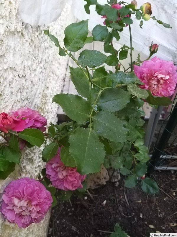 'Christopher Marlowe' rose photo
