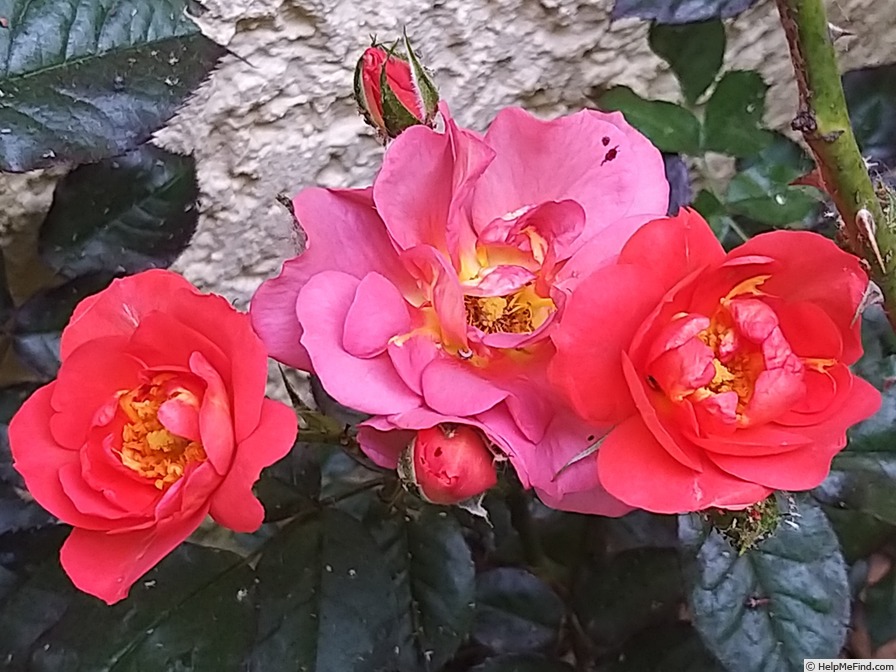 'Cinco de Mayo™ (floribunda, Carruth, 2006)' rose photo