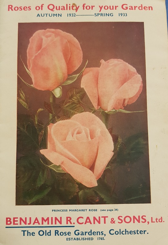 'Princess Margaret Rose' rose photo