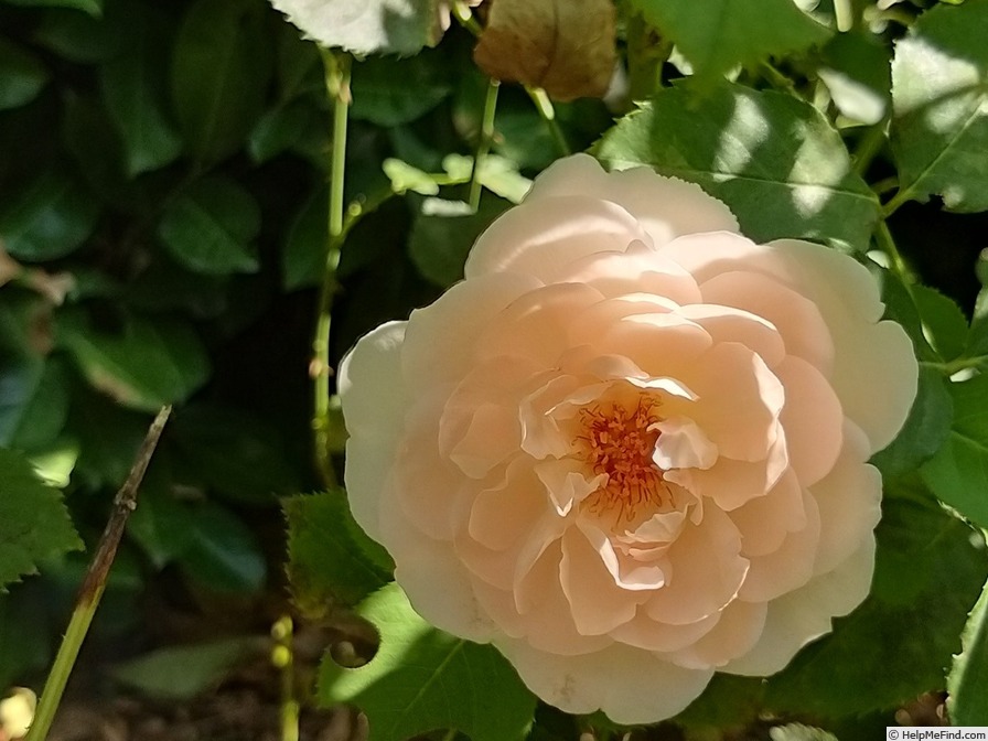 'Clair Renaissance ™' rose, click to enlarge 'Clair Renaissance ™' rose photo