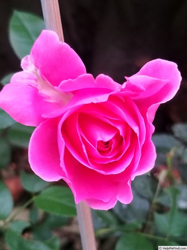'Claire Marshall' rose photo