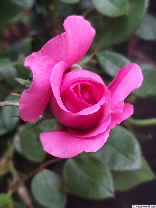 'Claire Marshall' rose photo