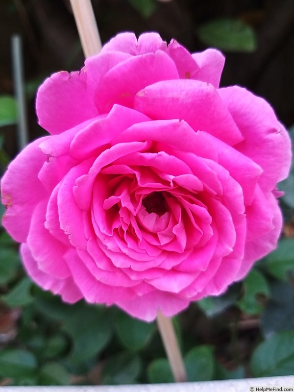 'Claire Marshall' rose photo