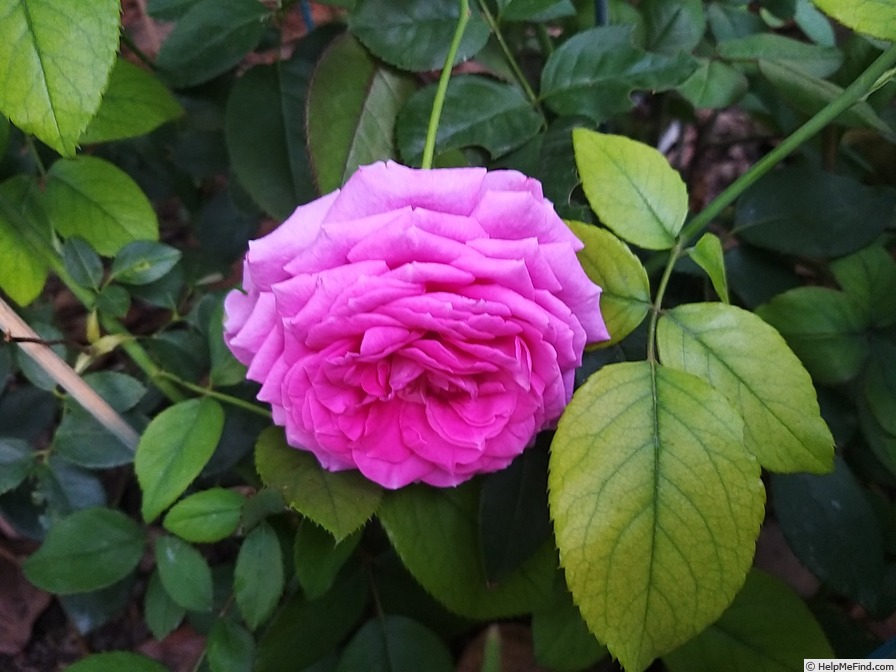 'Claire Marshall' rose photo