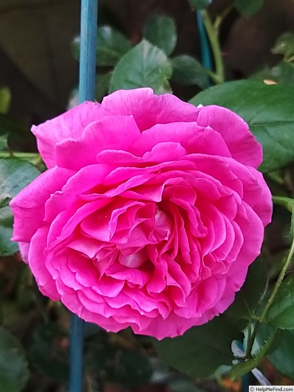 'Claire Marshall' rose photo