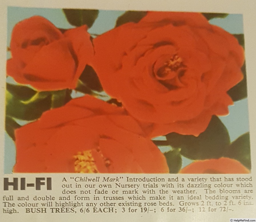 'Hi-Fi' rose photo