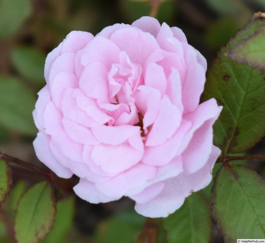 'Stacey Sue' rose photo