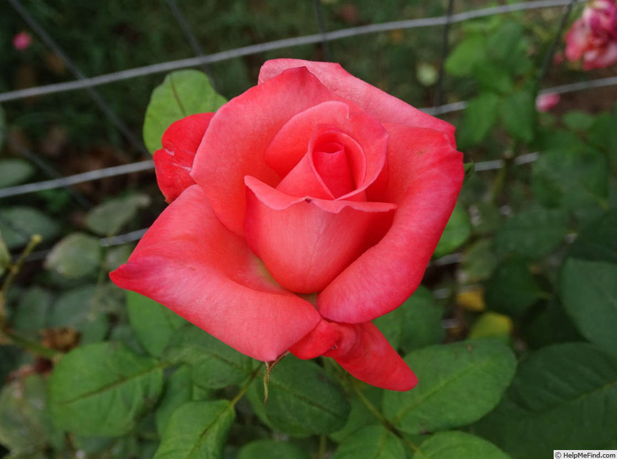 'Miss Elvis' rose photo
