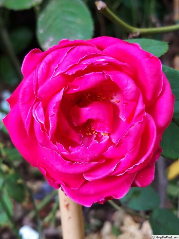 'Crazy Pink Voluptia ®' rose photo