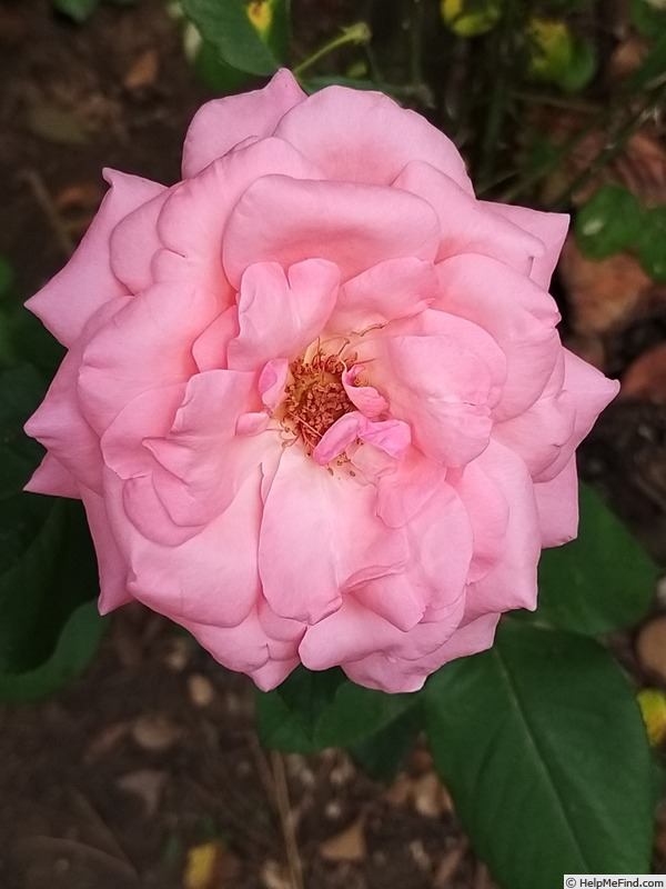 'Criterion' rose photo