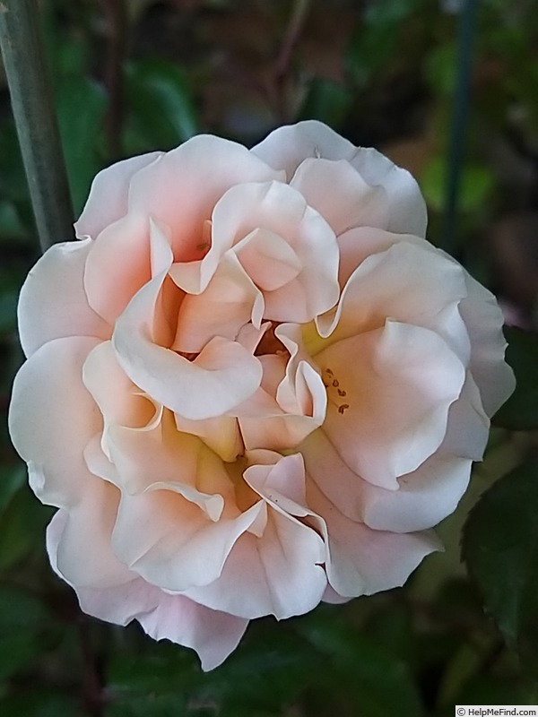 'Cubana ™ (shrub, Kordes 2001)' rose photo