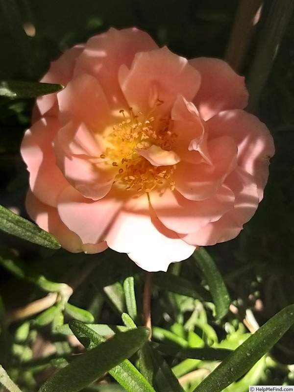 'Cubana ™ (shrub, Kordes 2001)' rose photo