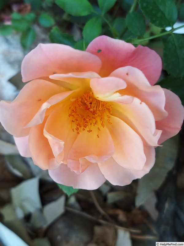 'Cubana ™ (shrub, Kordes 2001)' rose photo