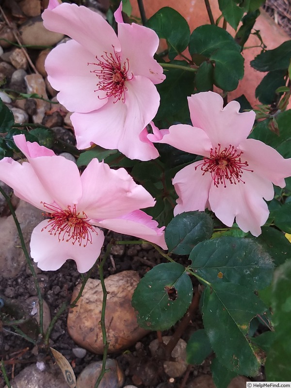 'Dainty Bess' rose, click to enlarge 'Dainty Bess' rose photo
