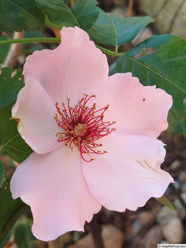 'Dainty Bess' rose photo
