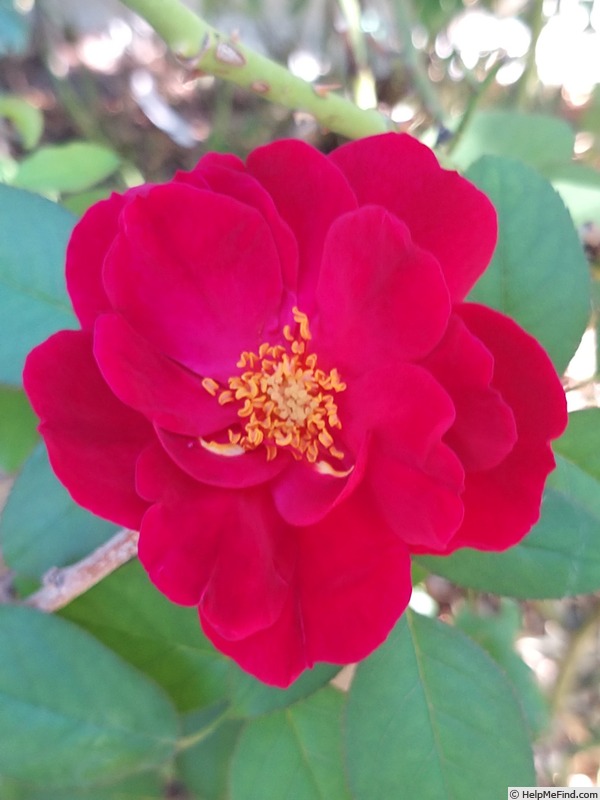 'Darcey Bussell' rose photo