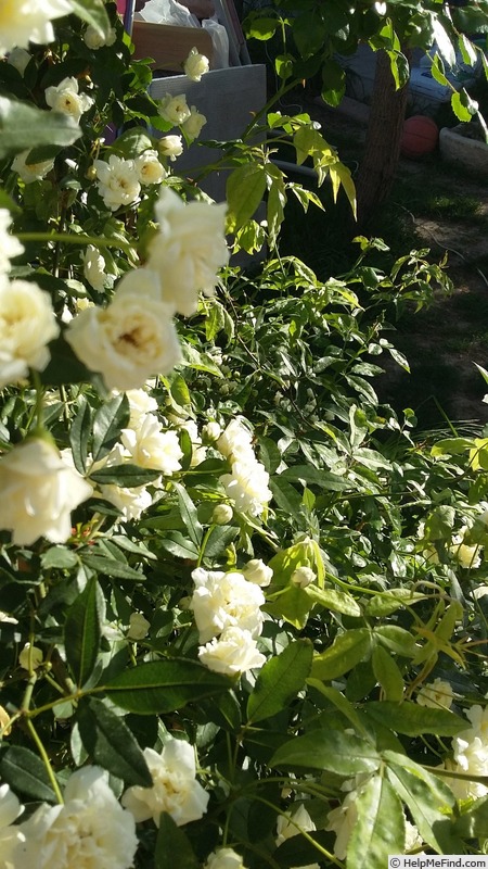 'R. banksiae alba plena' rose photo