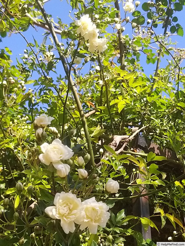 'R. banksiae alba plena' rose photo
