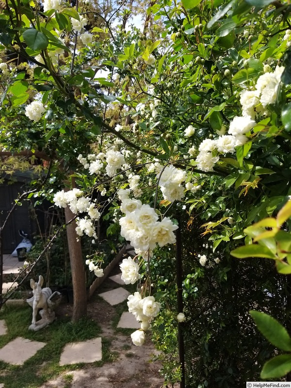 'R. banksiae alba plena' rose photo