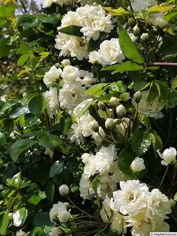 'R. banksiae alba plena' rose photo