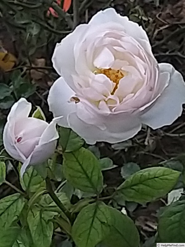 'Desdemona ® (Shrub, Austin 2015)' rose photo