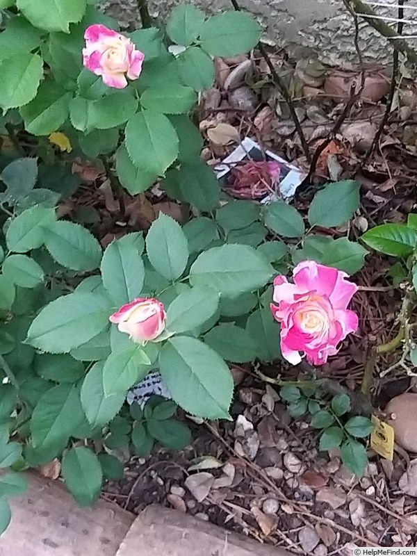 'Double Delight ®' rose, click to enlarge 'Double Delight ®' rose photo