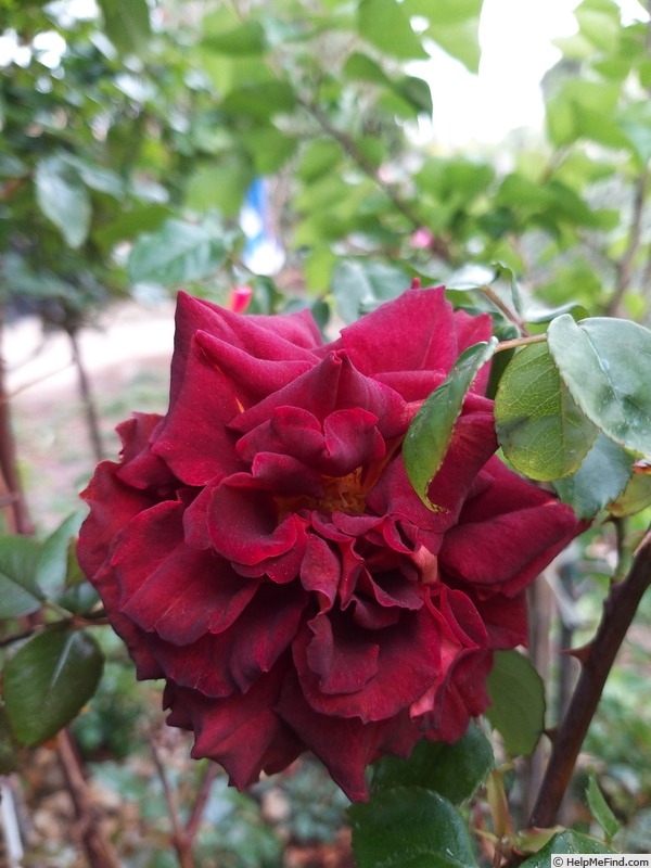 'Eddy Mitchell ®' rose photo