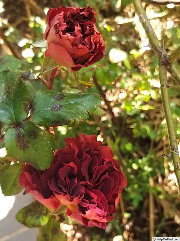 'Eddy Mitchell ®' rose photo