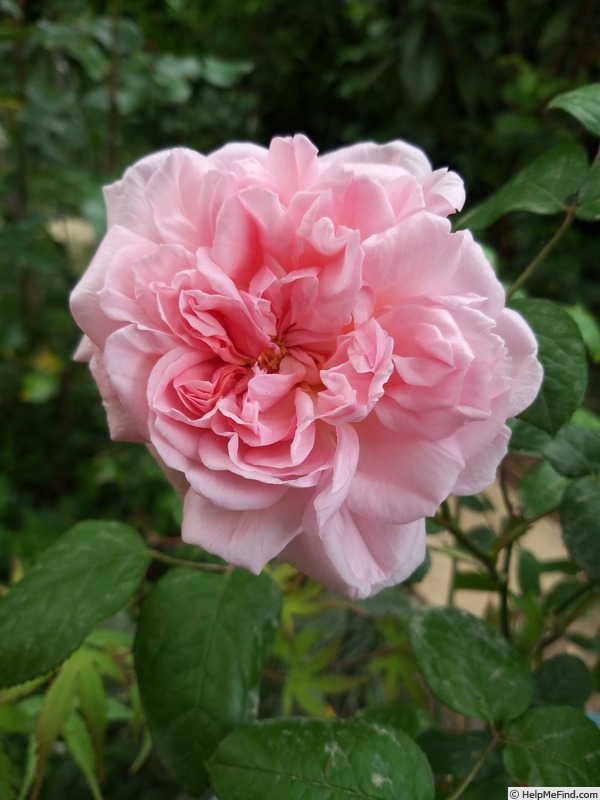 'Eglantyne Jebb' rose photo