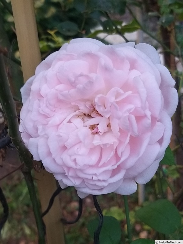 'Eglantyne Jebb' rose photo