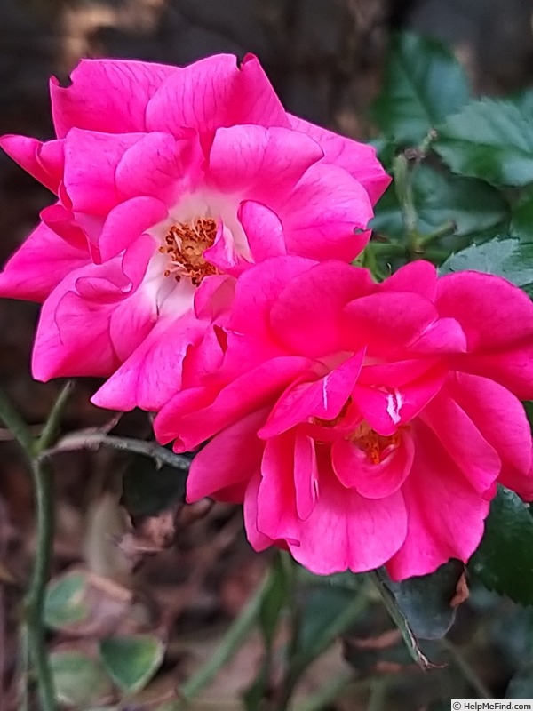 'Emera ®' rose photo