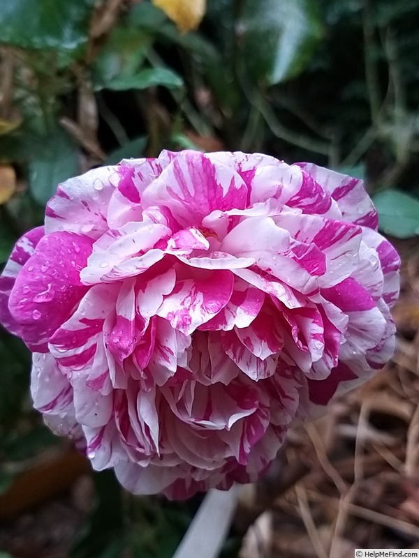 'Emilia Castelli ®' rose photo