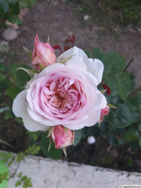 'Emily Brontë' rose photo