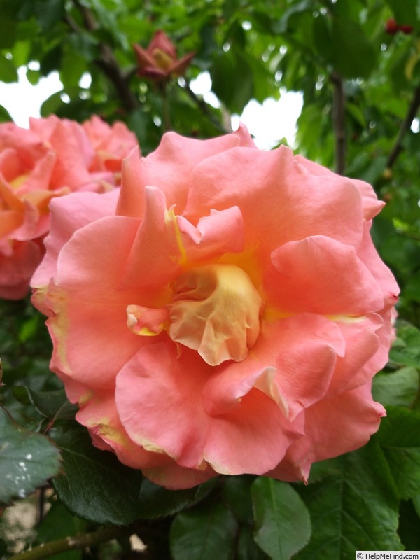 'Eriko Takeda' rose photo