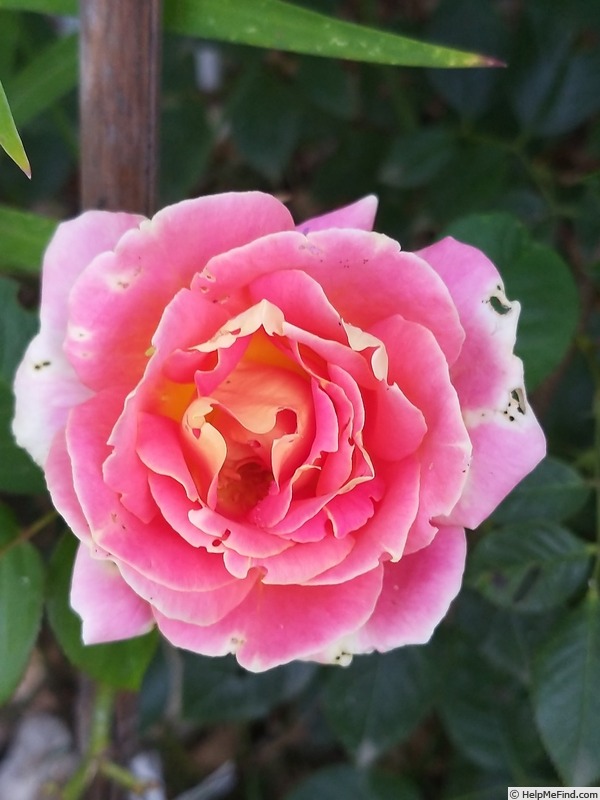'Evelyne Dheliat ®' rose photo
